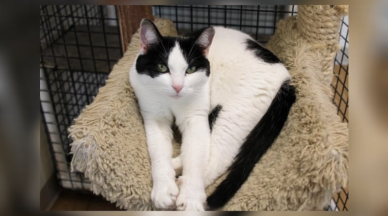 Hey there, I’m Dasher. I was whisked away to Paws Animal Shelter for super pets like me. I’ve got a lot of love to give and I’m as playful as they come. I’m always curious, ready to explore every corner of my new home. But beware, I’ve got a knack for dashing out the door when you least expect it. If you’re looking for a feline companion who can keep you on your toes, I’m your cat. Adopt me and together we can embark on an exciting adventure of a lifetime. Come visit Dasher at Paws Animal Shelter, 1535 West US Highway 36, Urbana, online at pawsurbana.org, Facebook at facebook.com/paws.urbana, on Petfinder at petfinder.com or call 937-653-6233. Paws is in need of volunteers and foster homes. CONTRIBUTED