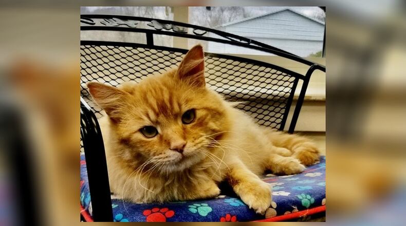 Comet is a handsome 1-year-old neutered male long hair orange cat who is going to need a special home. A home that will brush him every day and feed him his special food which he needs to stay happy. Comet is playful, and while he gets along with other cats, wouldn’t mind being the king of his castle. Adopting family should have experience in giving medication “just in case my nasal passage needs a little more meds - I snore a bit right now.” Come meet Comet at the Paws Animal Shelter (PAWS), 1535 West U.S. Highway 36, Urbana. Check out PAWS at www.pawsurbana.com, on Facebook at www.facebook.com/paws.urbana, on Petfinder at petfinder.com or call 937-653-6233. CONTRIBUTED