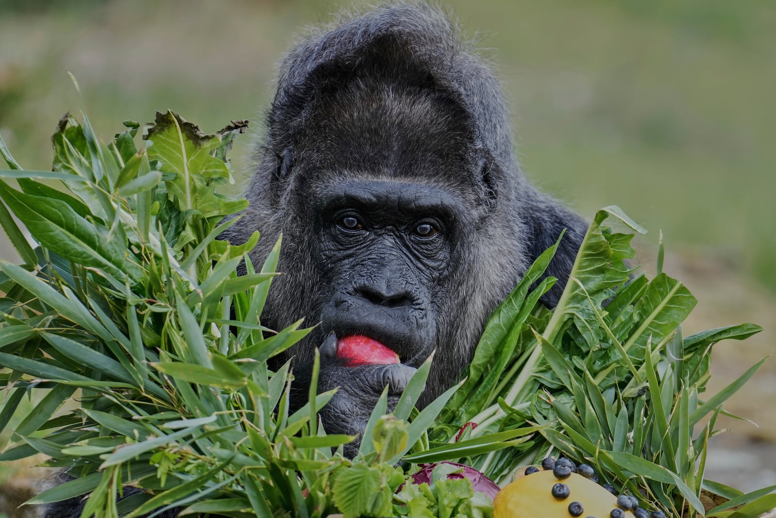 Female gorilla Fatou, the oldest of Berlin's zoo and also believed to be the world's oldest gorilla, enjoys her birthday basket with a "gorilla food surprise", as the zoo celebrates her 68th birthday in Berlin, Germany, Friday, April 11, 2025. (AP Photo/Ebrahim Noroozi)