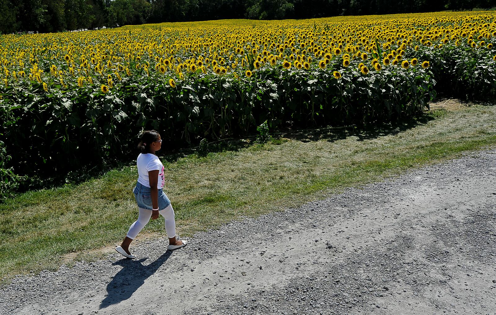 The Yellow Springs sunflower field along U.S. 68 is returning mid-September after a two-year hiatus due to the coronavirus pandemic and too much rain. Staff photo by Bill Lackey