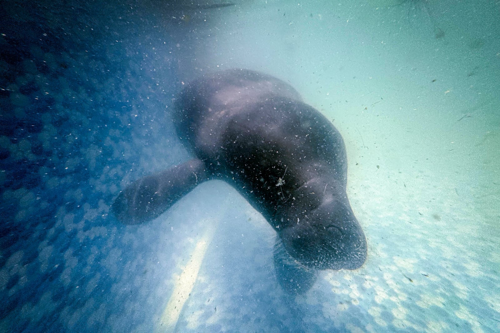 Maria, a rescued manatee, swims in a pool at the Bicho d'Agua project facilities in Castanhal, Brazil, Sunday, March 23, 2025. (AP Photo/Jorge Saenz)