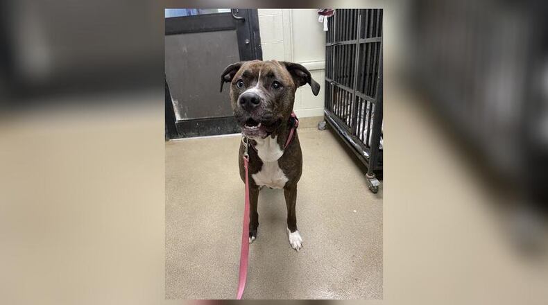 Tasha is a 67 lb., 3-year-old mixed breed girl still looking to find her forever home. Tasha is friendly and sweet, and seems to do okay with other dogs. We do always recommend a meet-n-greet prior to adopting. Her adoption fee as Pet of the Week will be $111, and this includes her vaccines, alteration, heartworm test, microchip, dog license and a free vet checkup. Call 937-521-2140 for an appointment to meet her. Clark County Dog Shelter is at 5201 Urbana Road, Springfield. CONTRIBUTED