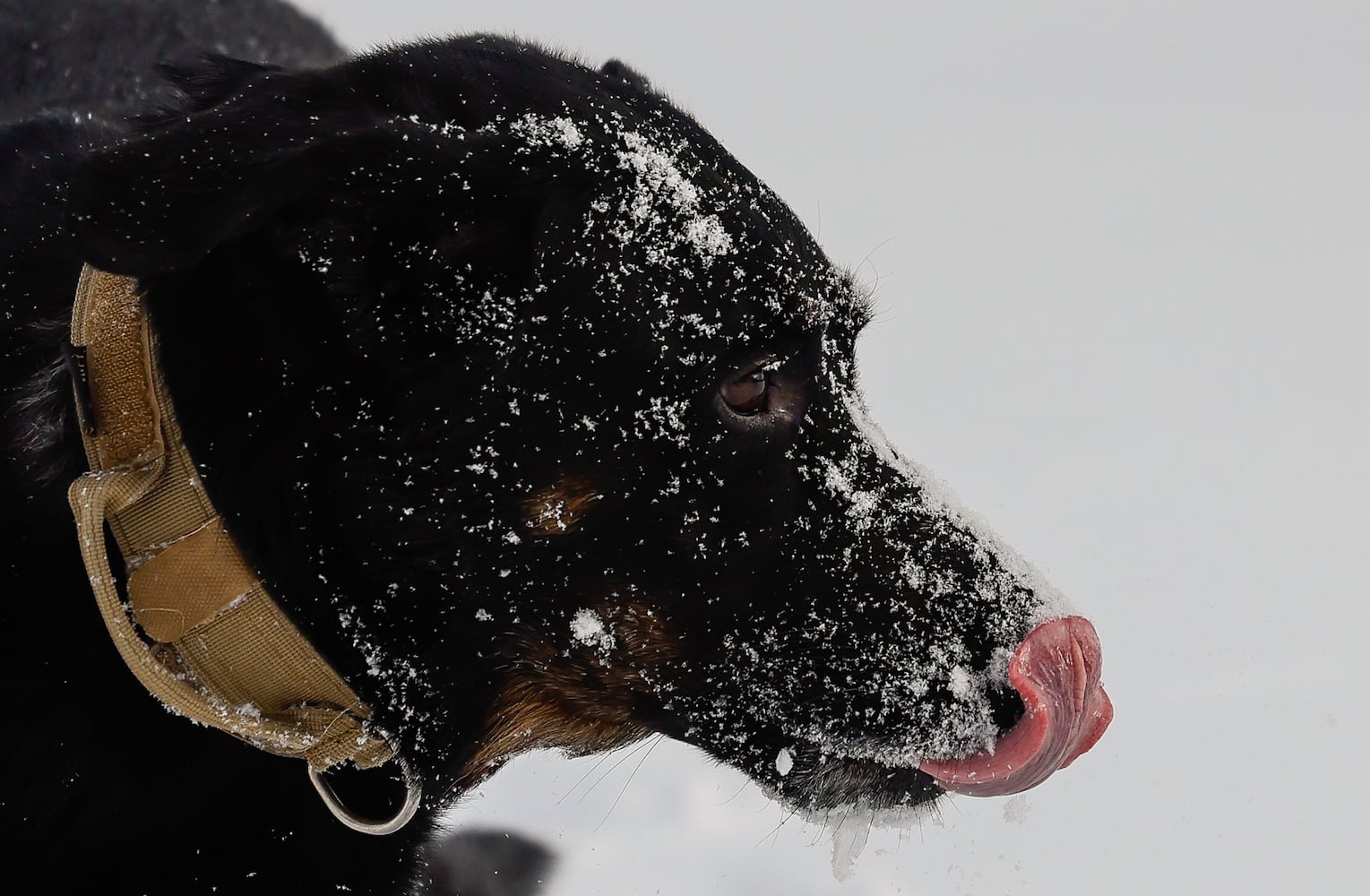 Dog having fun in snow