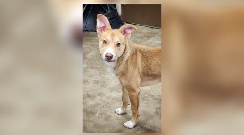 Meet Murphy. He is a 36 lb., Carolina Dog Mix, around 7-months-old. He came into us as a stray, back in early January, and was never claimed. He has lots of energy and loves to play. He would make a great dog for an active family. His adoption fee is $22 this week, as he is the Pet of the Week. That includes his neuter, vaccines, heartworm test, microchip, dog license, and a free vet check. Call 937-521-2140, if you would like to meet Murphy. Clark County Dog Shelter is at 5201 Urbana Road, Springfield. CONTRIBUTED