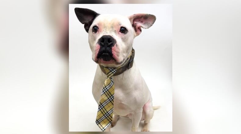 Chunk is a 70 lb. American Bully Mix, who is looking for his furever home. He is approximately 4-years-old so, he seems to be out of that puppy stage. He is playful, smart, and very affectionate. He seems to do well with other dogs but we do always recommend a meet-n-greet, prior to adopting. His adoption fee this week is $111, as he is the pet of the week. That includes his vaccines, alteration, microchip, Heartworm test, 2022 dog license, and a free vet check. Call 937-521-2140, to schedule an appointment to meet him. Clark County Dog Shelter is at 5201 Urbana Road, Springfield. CONTRIBUTED