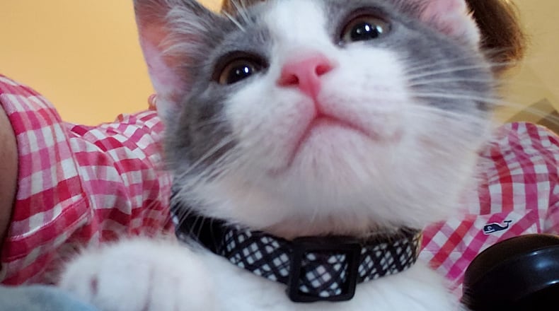 Feline flashback: Pip as a kitten on Karin Spicer's lap waiting to get his ears scratched. CONTRIBUTED
