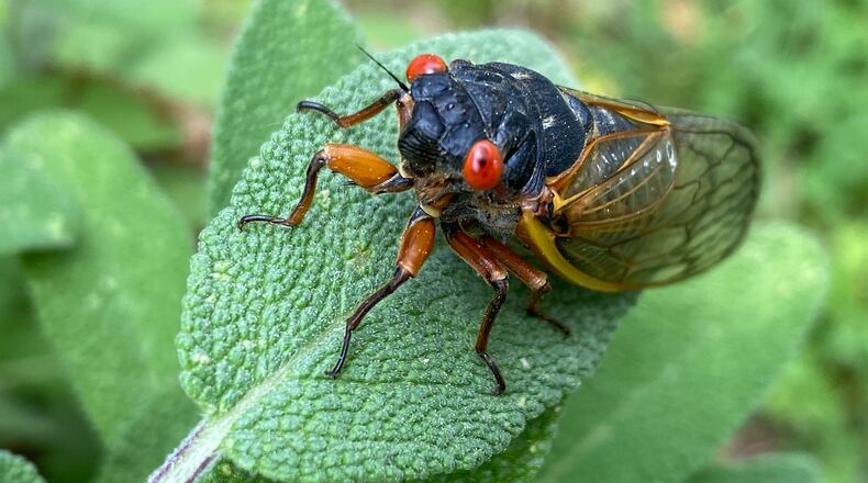 Cicada Brood XVI is set to emerge from its 17-year cycle this year. iSTOCK/COX
