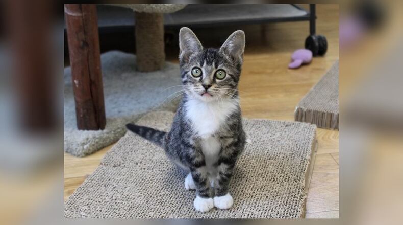 Before Paws Animal Shelter opened one day, a woman came to the door with a 1-pound kitten her son had found in Springfield. Tammi was sent to foster care right away since she was so tiny, and she flourished there. She’s back at the shelter now and in the Scratching Post room, one of our free-roaming kitten rooms. She’s a very sweet, playful kitten, and she’s thoroughly enjoying all her new friends and playmates. Come visit Tammi at the Paws Animal Shelter, 1535 West U.S. Highway 36, Urbana. Check out Paws at pawsurbana.com, on Facebook at facebook.com/paws.urbana, on Petfinder at petfinder.com or call 937-653-6233. To apply to adopt any of our cats or kittens, visit pawsurbana.org. Paws is in need of volunteers and foster homes. CONTRIBUTED