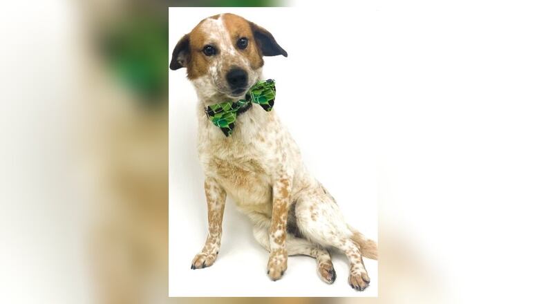 Meet Perry. He is a Cattle dog/Aussie mix, around 3-years-old, and weighs 50 lbs. He has a sweet and silly nature about him. He loves to run and play. He also enjoys his hugs and cuddle time. His adoption fee this week is $55 as he is the pet of the Week. This includes his alteration, vaccines, microchip, 2022 dog license and a free vet check. Come in to meet Perry today. Visit him at the Clark County Dog Shelter, 5201 Urbana Road, Springfield. Call 937-521-2140 or visit www.facebook.com/clarkcountydogshelter for more information. CONTRIBUTED