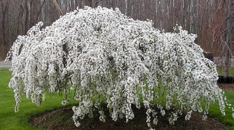 Snow Fountains flowering cherry. CONTRIBUTED