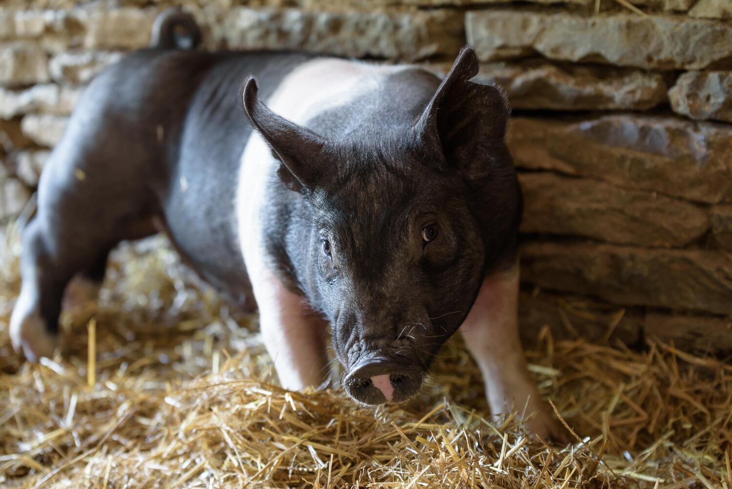 PHOTOS: Wooly Wonders - Spring on the Farm Family Event at Learning Tree Farm