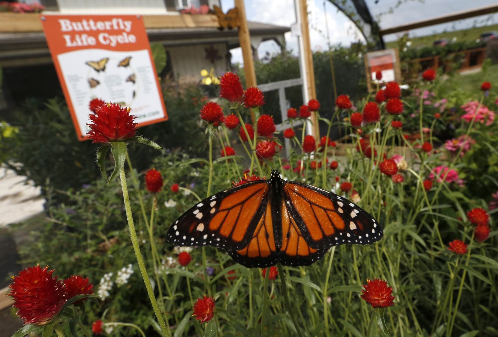 A butterfly rests on a flower in the new Butterfly House at Meadow View Growers last week. Meadow View will hold a monarch butterfly census to get a count of butterflies migrating through the area to Mexico. Bill Lackey/Staff
