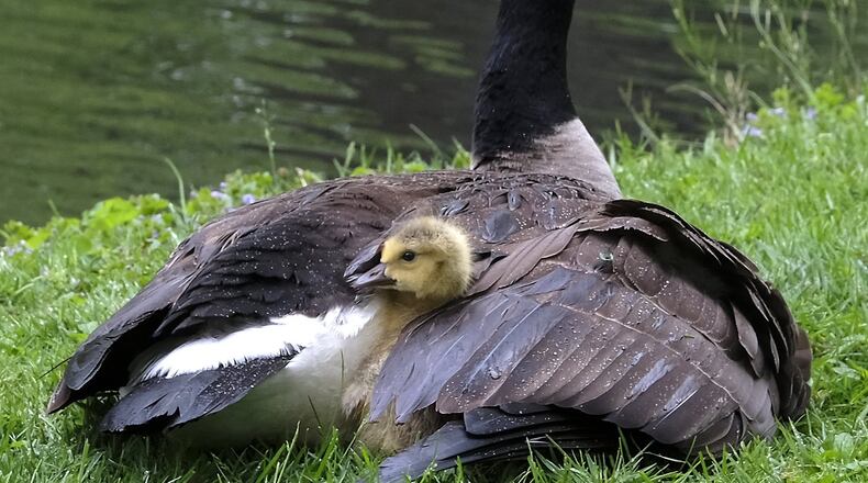 A baby goose sticks its head out from under a mother goose’s wing Thursday in Snyder Park. The mother had several babies under her wing to keep them warm and dry on the cold and rainy day. Bill Lackey/Staff