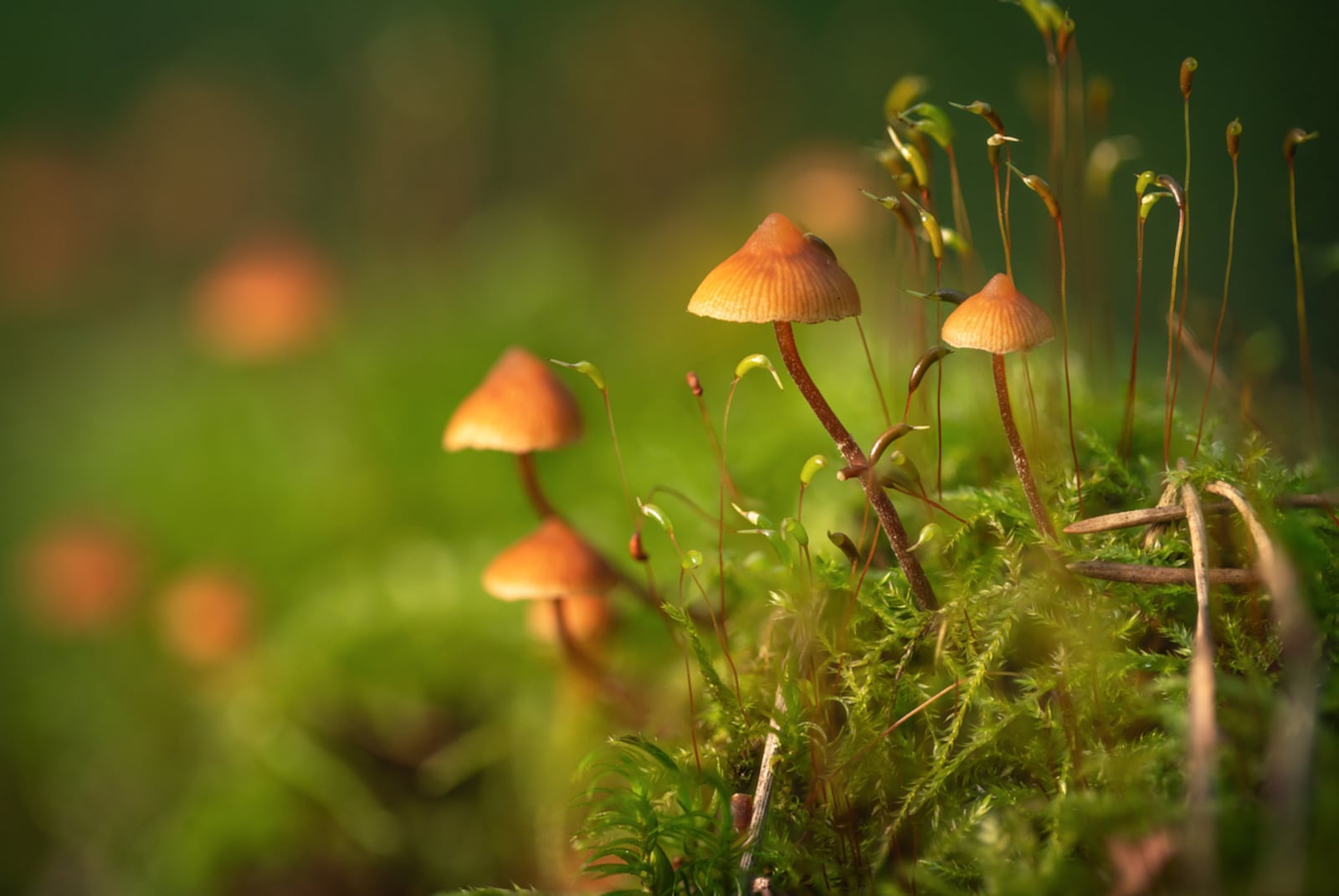 Wilderkind is a nature-forward look that blends woodland imagery, wildlife references and soft, organic textures. Think mossy greens, bark browns and muted earth tones — balanced by a touch of fantasy. ISTOCK