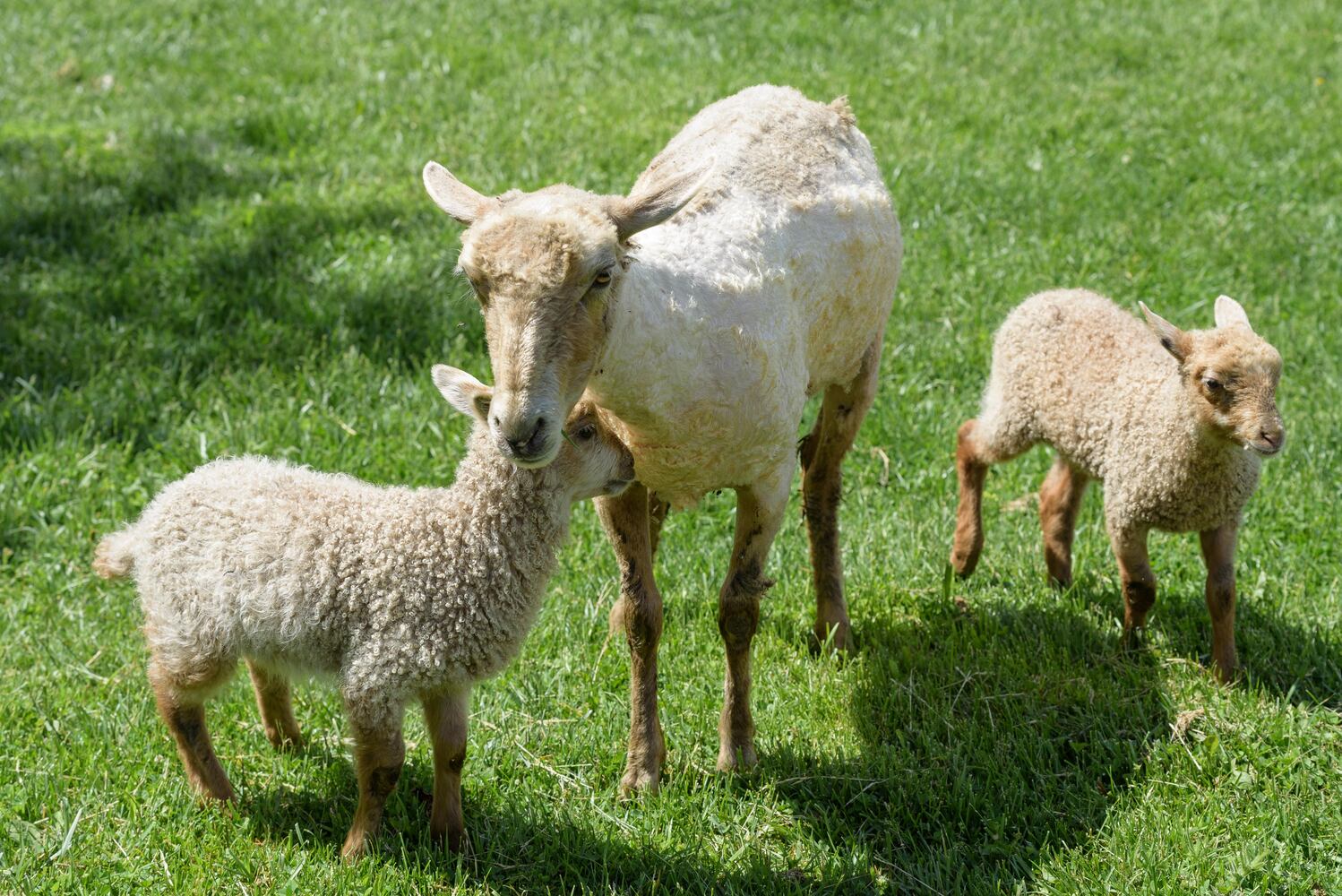 PHOTOS: Wooly Wonders - Spring on the Farm Family Event at Learning Tree Farm