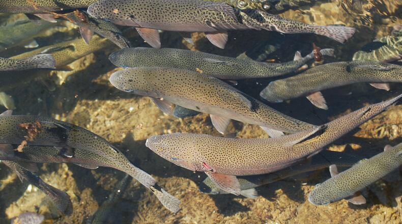 Rainbow trout swim up a river in Ohio. iSTOCK