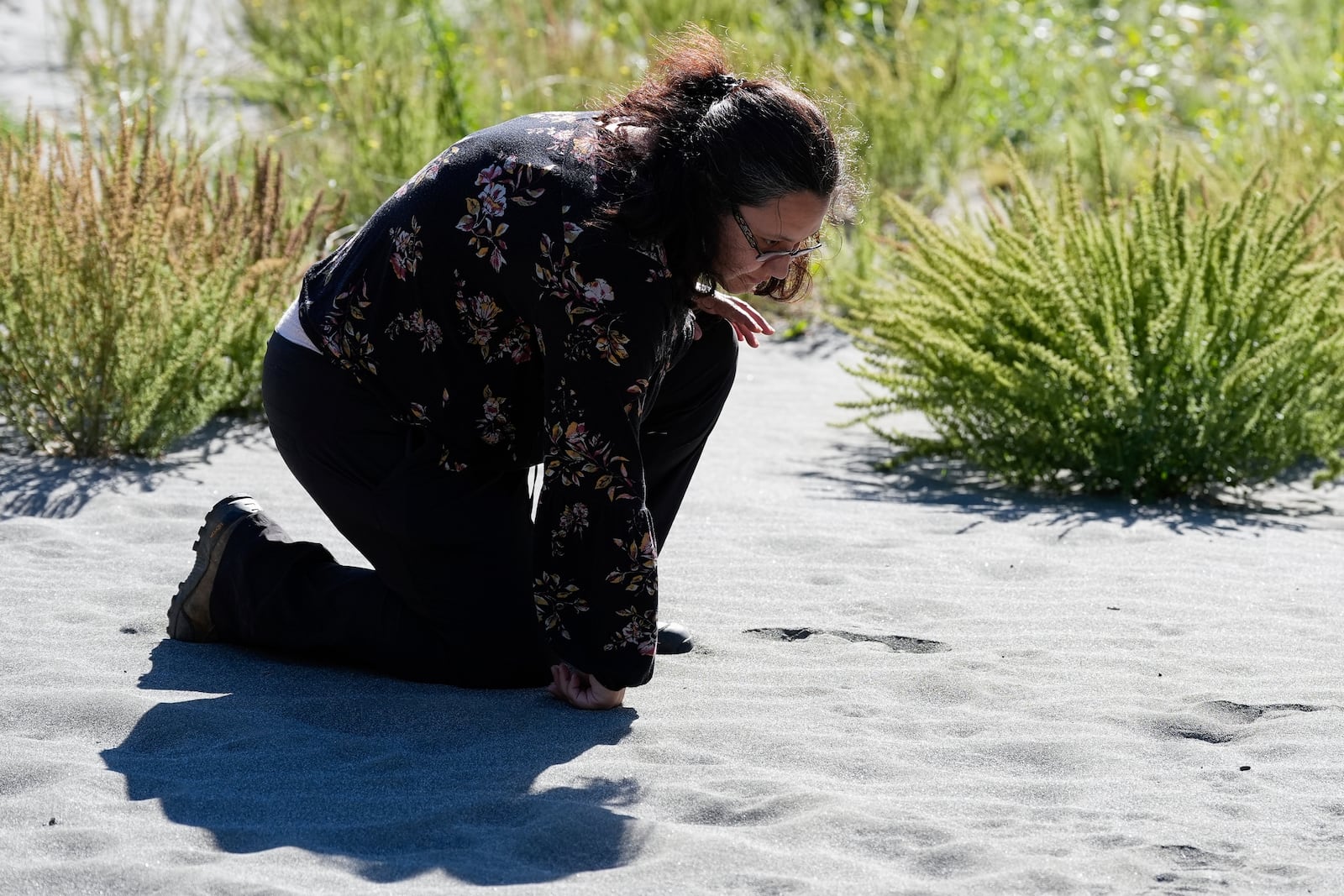 Tiana Williams-Claussen, director of the Yurok Tribe Wildlife Department, looks at footprints she believed to be of a black bear while walking on land that will be returned to the tribe Thursday, Sept. 19, 2024, in Humboldt County, Calif. (AP Photo/Godofredo A. Vásquez)