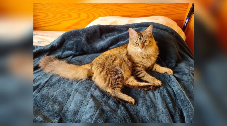 Hi! I’m Houdini, the escape artist of the shelter! My tale begins with a curious chase after a butterfly that led me straight into a picnic basket. Next thing I knew, I was at Paws Animal Shelter, with new humans marveling at my escape skills. Twice I’ve outwitted the quarantine room, both times sneaking into the attic, where I found the coziest corner. If you’re looking for a sweet, friendly companion who can keep you on your toes with her curious antics, I’m your girl! Adopt me and let the adventures begin. If you would like to meet Houdini, call or email pawsurbanaohio@gmail.com, and they will set up a visit. Come visit at Paws Animal Shelter, 1535 West U.S. Highway 36, Urbana, online at pawsurbana.org, Facebook at facebook.com/paws.urbana, on Petfinder at petfinder.com or call 937-653-6233. Paws is in need of volunteers and foster homes. CONTRIBUTED