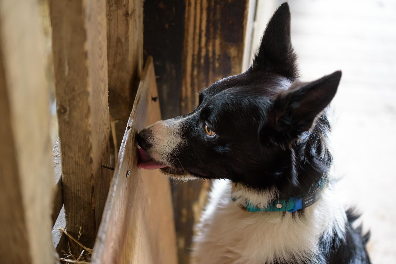PHOTOS: Wooly Wonders - Spring on the Farm Family Event at Learning Tree Farm