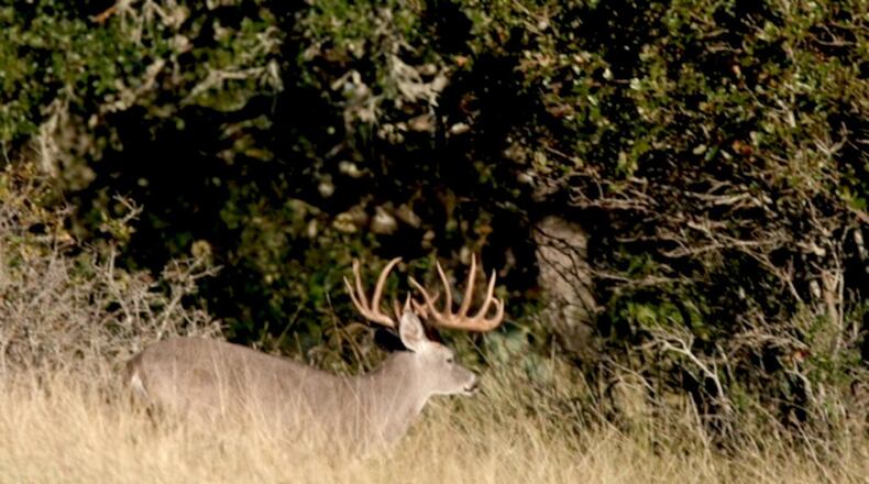 The big deer that Mike Leggett targeted with a bow makes his escape during an earlier trip to Camp Verde Ranch. (Photo by Dave Richards)