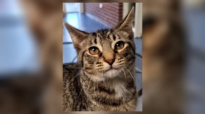Shaggy is a sweet 4-month-old male Tiger who likes most kittens and loves to play. He also loves to snuggle up and crawl on your shoulders. Shaggy and his brother Scooby, like to have fun and would do well in just about any home. Stop by the Kitten Cove room at the Paws Animal Shelter, 1535 West U.S. Highway 36, Urbana. Check out PAWS at www.pawsurbana.com, on Facebook at www.facebook.com/paws.urbana, on Petfinder at petfinder.com or call 937-653-6233. CONTRIBUTED