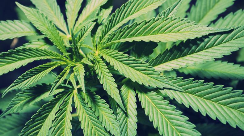 Local entrepreneur Jason Wilson is sitting in regulatory limbo as he tries to launch his $4.3 million medical marijuana cultivation facility in the Miami Valley.