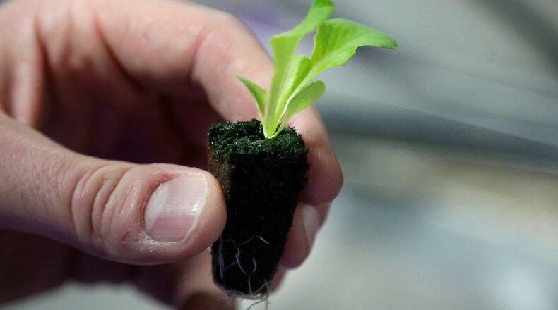 A lettuce seedling is displayed in Boston on Dec. 8, 2015. (AP Photo/Steven Senne)