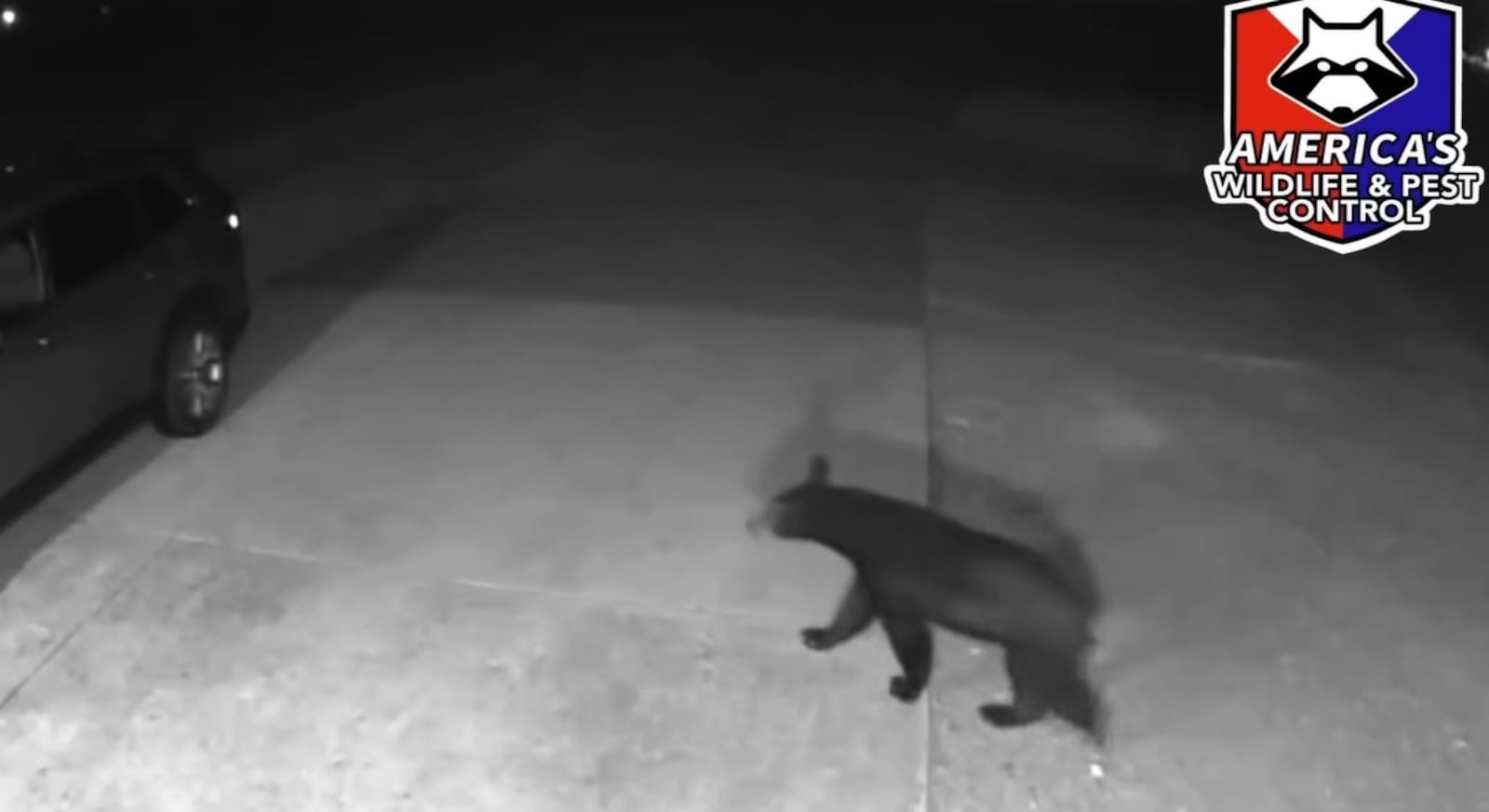 America’s Wildlife and Pest Control in Clark County posts bear sighting on June 25, 2025. COURTESY/FACEBOOK
