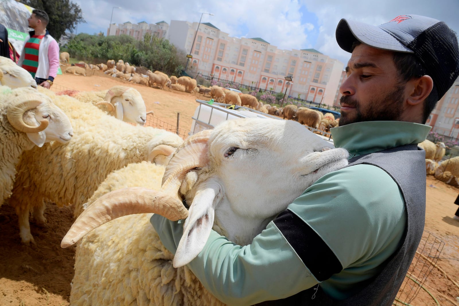 A man pats a sheep ahead of the June 6th Eid al-Adha, or "Feast of Sacrifice," when Muslims around the world slaughter sheep and cattle in remembrance of Abraham's near-sacrifice of his son, Saturday May 24, 2025 in Algiers. (AP Photo/Fateh Guidoum)