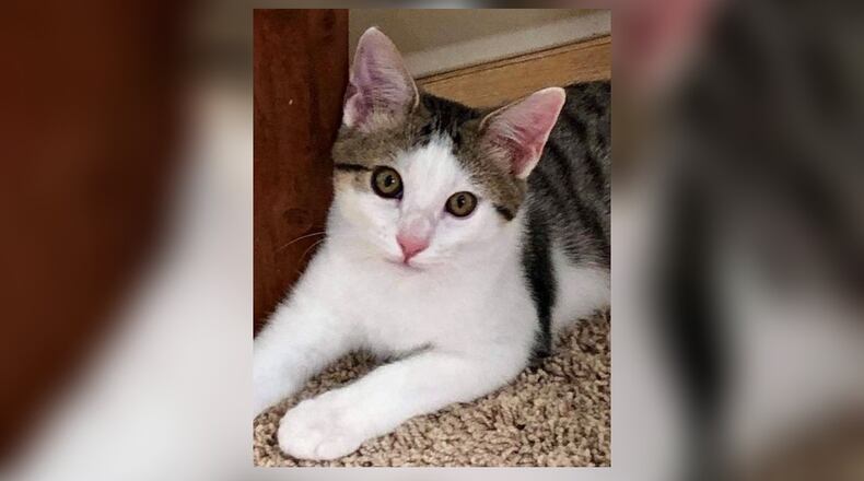 Memphis is a handsome 9-month-old white and tiger kitten who would love to go home with one of his four siblings. He is a little shy but really does love to be held and petted. Come spend some time with him today at the Paws Animal Shelter, 1535 West U.S. 36, Urbana. Check out PAWS at www.pawsurbana.com, on Facebook at www.facebook.com/paws.urbana, on Petfinder at petfinder.com or call 937-653-6233. PAWS is in need of volunteers and foster homes. CONTRIBUTED