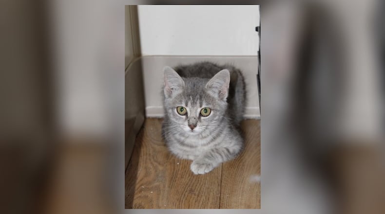 Hi, I’m Cinder! My adventure began in a car engine, where I hid for three days. It was like my own superhero hideout, but much louder and scarier. One day, a kind human heard my meows during a routine check and gently rescued me. They called me brave and cuddly, and I felt like a true hero as they wrapped me in a soft blanket. Now, I’m at Paws Animal Shelter, waiting for a new adventure. I’m friendly and love cuddles. If you need a brave companion to share in your life’s adventures, I’m the perfect sidekick. Visit Cinder at the Paws Animal Shelter, 1535 West U.S. Highway 36, Urbana. Check out Paws at pawsurbana.org, on Facebook at facebook.com/paws.urbana, on Petfinder at petfinder.com or call 937-653-6233. Paws is in need of volunteers and foster homes. CONTRIBUTED