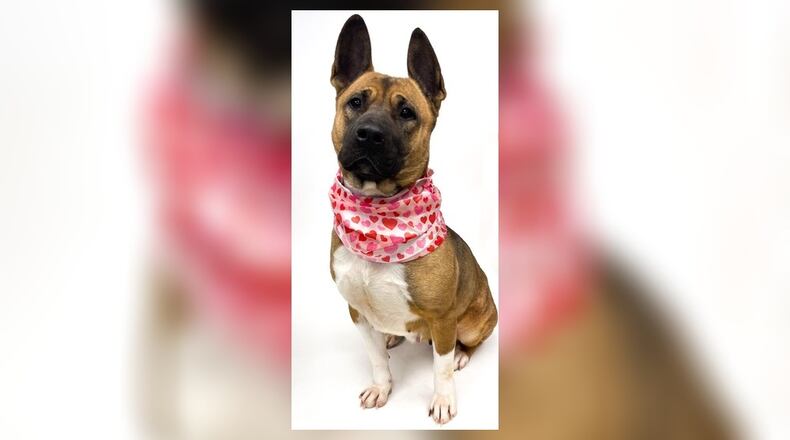 Cora is a 2-3 year old Akita mix that weighs approximately 70 lbs. She is a love bug who loves to cuddle and play. She does well with children and other dogs, as we have seen but we always recommend a meet-n-greet, prior to adopting. Her adoption fee this week is $77, as she is Clark County Dog Shelter’s Pet of the Week. That includes alteration, vaccines, microchip, dog license, and a free vet check. Call 937-521-2140 for an appointment to meet her! Clark County Dog Shelter is at 5201 Urbana Road, Springfield. CONTRIBUTED