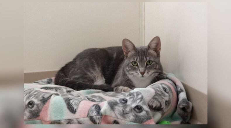 Nobel was found as a stray in Mechanicsburg and was being fed by someone for a year. As an unspayed female she naturally became pregnant and gave birth to four kittens. When the kittens were 4-months-old, Nobel and the kittens were surrendered to Paws Animal Shelter. Her babies are all weaned now and she is ready to be a pampered princess in a home of her own. She has very distinctive markings. Stop by and meet this sweet, beautiful young cat at the Paws Animal Shelter, 1535 West U.S. Highway 36, Urbana. Check out Paws at pawsurbana.com, on Facebook at facebook.com/paws.urbana, on Petfinder at petfinder.com or call 937-653-6233. Paws is in need of volunteers and foster homes. CONTRIBUTED