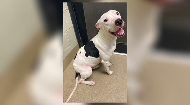 Buddy is a Pitbull Terrier mix, around 1-1/2-years-old and weighs approximately 57 lbs. He is a very happy boy and loves to play. He has not had any issues with other dogs at the shelter. His adoptions fee this week is $22 as he is the Pet of the Week. That price includes his vaccines, alterations, microchip, 2022 dog license and a free vet check. Come check him out this week at the Clark County Dog Shelter, 5201 Urbana Road, Springfield. Call 937-521-2140 or visit www.facebook.com/clarkcountydogshelter for more information. CONTRIBUTED