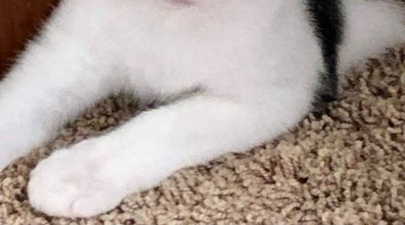 Memphis is a handsome five month old white & tiger kitten who would love to go home with one of his four siblings. He is a little shy but really does love to be held and petted. CONTRIBUTED