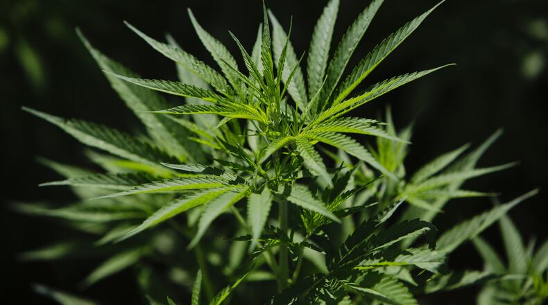 Various types of hemp are being grown at the University of Florida’s Institute of Food and Agricultural Sciences facility in Homestead, on June 13, 2019. MUST CREDIT: Photo for The Washington Post by Scott McIntyre