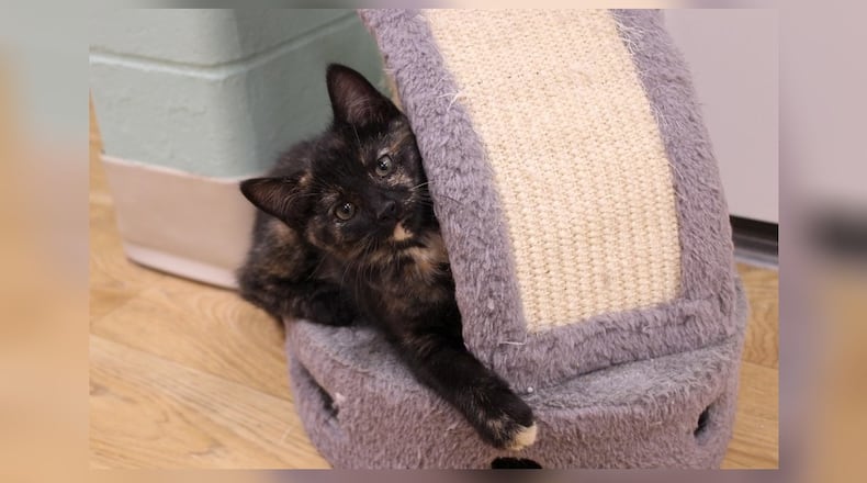 Hi! I’m Patches. I have been using my superpowers of cuteness and playfulness to spread joy. Adopting me means endless purrs and fun. Let’s make our story epic together. Come visit Patches at the Paws Animal Shelter, 1535 West U.S. Highway 36, Urbana. Check out Paws at pawsurbana.org, on Facebook at facebook.com/paws.urbana, on Petfinder at petfinder.com or call 937-653-6233. Paws is in need of volunteers and foster homes. CONTRIBUTED