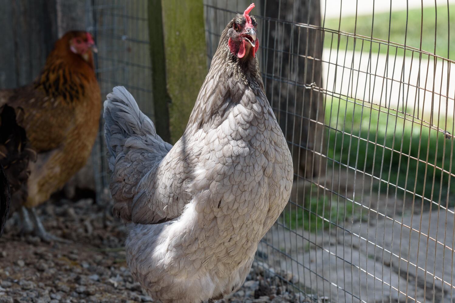 PHOTOS: Wooly Wonders - Spring on the Farm Family Event at Learning Tree Farm