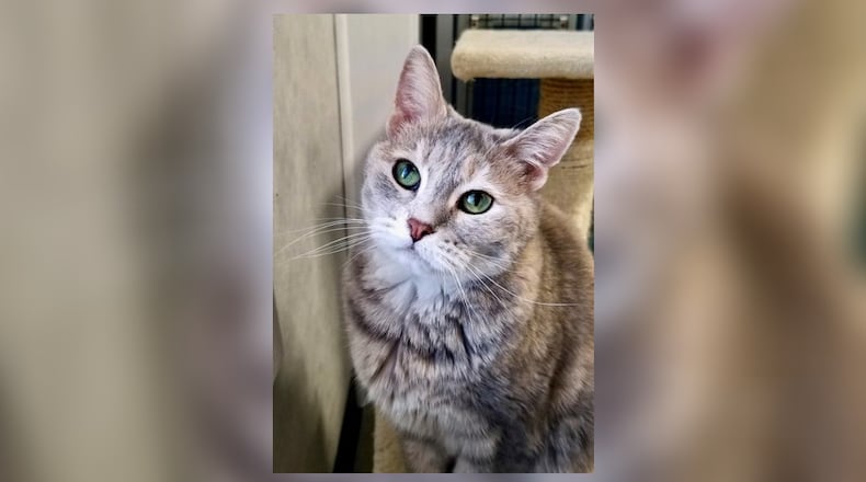 Tootsie is still here waiting for you to meet her. She’s a beautiful 5-year-old spayed female dilute torti with the prettiest green eyes. Tootsie has come such a long way as she was very feral when she first came to us. Now she loves to let us pet her and she gets along with the other cats just fine. We would love to see her find a quiet home where she can lounge without worry and have a window that’s hers. Come meet Tootsie in the Cattery at the Paws Animal Shelter (PAWS), 1535 West U.S. Highway 36, Urbana. Check out PAWS at www.pawsurbana.com, on Facebook at www.facebook.com/paws.urbana, on Petfinder at petfinder.com or call 937-653-6233. CONTRIBUTED