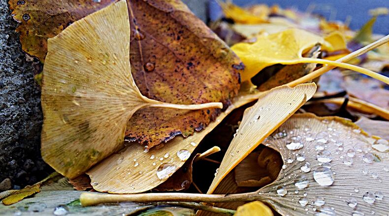 Fall leaves in the rain. MARSHALL GORBY \ STAFF