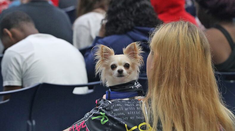 A graduating senior's service dog looks around at all the activity behind her during the practice session for the Springfield High School graduation Friday, May 27, 2022 in the school's gymnasium. Springfield is holding their first traditional commencement ceremony in two years on Saturday. BILL LACKEY/STAFF