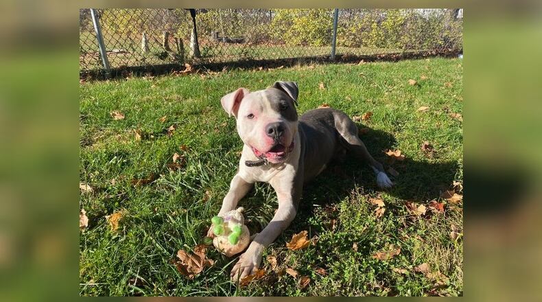 Meet Asher! He is a 71 lb., Pittie mix, around 4-5 years-old. He has been with us for nearly 130 days and he needs somewhere to finally call home. He is a sweet boy, who is very smart and loves to play. His adoption fee is $22 this week, as he is the Pet of the Week. That includes his neuter, vaccines, heartworm test, microchip, dog license, and a free vet check. Call 937-521-2140, if you would like to meet Asher today. Clark County Dog Shelter is at 5201 Urbana Road, Springfield. CONTRIBUTED