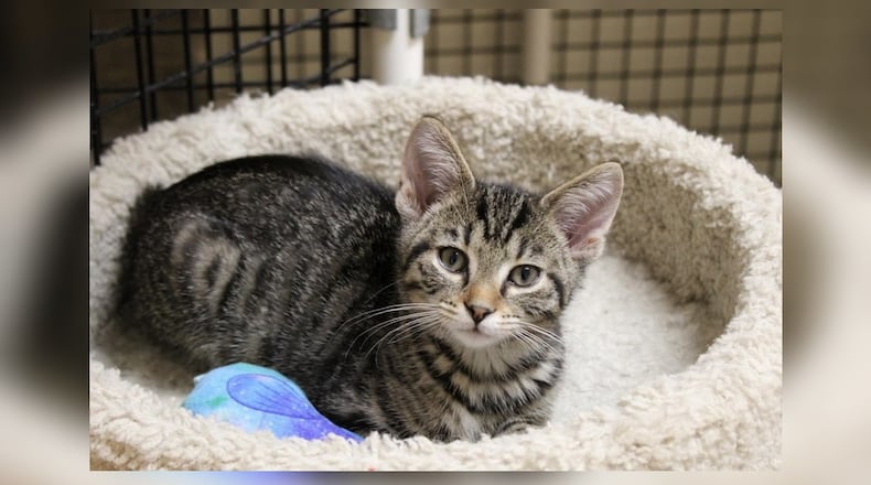 Hi, I’m Plato! My brothers and I were living with a lady who had way too many cats. One day, superheroes swooped in. They weren’t wearing capes, but they were real heroes to us. They brought us to this new place, called Paws Animal Shelter. It’s very nice here, and they’re taking great care of us. I promise to be the best kitten ever if you choose me. Come visit me at the Paws Animal Shelter, 1535 West U.S. Highway 36, Urbana. Check out Paws at pawsurbana.com, on Facebook at facebook.com/paws.urbana, on Petfinder at petfinder.com or call 937-653-6233. To apply to adopt any of our cats or kittens, visit pawsurbana.org. Paws is in need of volunteers and foster homes. CONTRIBUTED