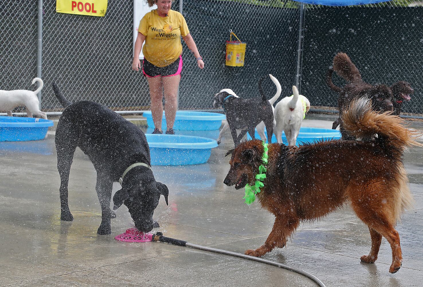 PHOTOS: Doggie Pool Party