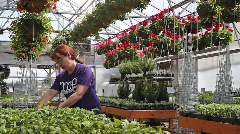 Bryna Chandler works with the tomato plants in one of the greenhouses at Meadow View Growers in New Carlisle Thursday. BILL LACKEY/STAFF