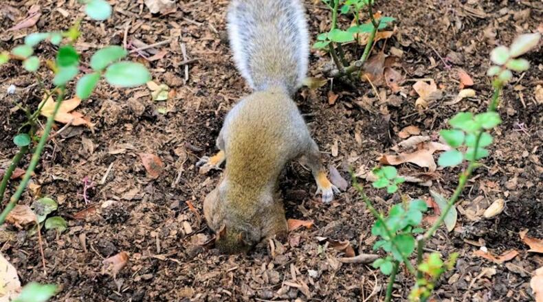 Tree squirrels can excavate small holes all over a yard to hide seeds and nuts or when searching for them. Ground squirrels also create burrows. SNOWMANRADIO/WIKIMEDIA COMMONS