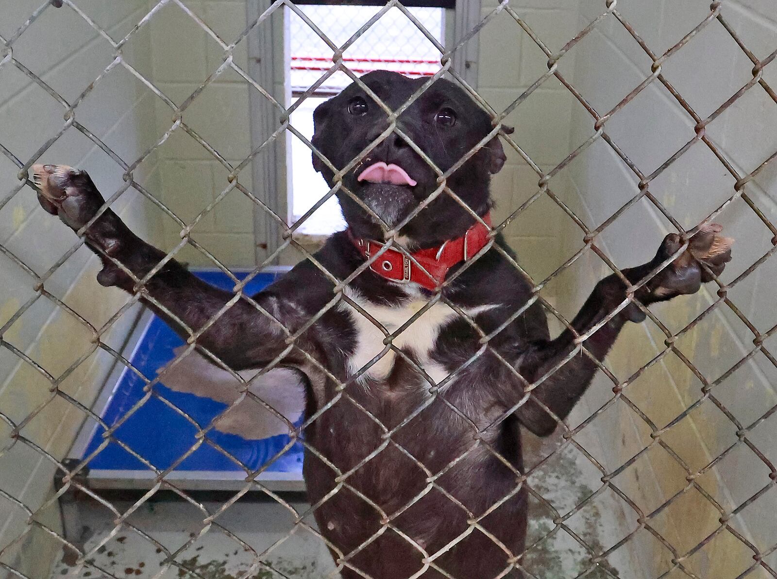 One of the dogs that is up for adoption at the Clark County Dog Shelter Thursday, Dec. 22, 2022. BILL LACKEY/STAFF