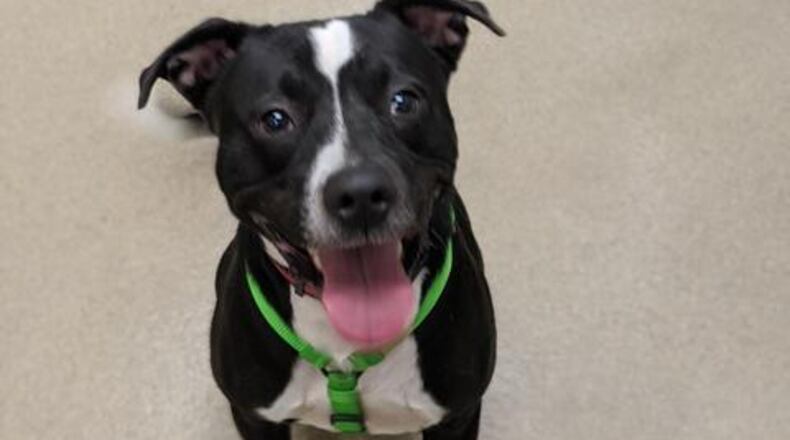 Lucky Cole is the Clark County Pet of the Week from the Clark County Dog Shelter.