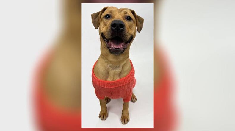 Iggy, a 52 lb. mixed breed, is looking for her furever home. She loves toys and treats, has not had issues with other dogs, and would do great in a home with children whom are at least eight years or more. She is $22 this week as she is the Pet of the Week. That price includes his vaccines, alterations, microchip, 2022 dog license and a free vet check. Come check her out this week at the Clark County Dog Shelter, 5201 Urbana Road, Springfield. Call 937-521-2140 or visit www.facebook.com/clarkcountydogshelter for more information. CONTRIBUTED