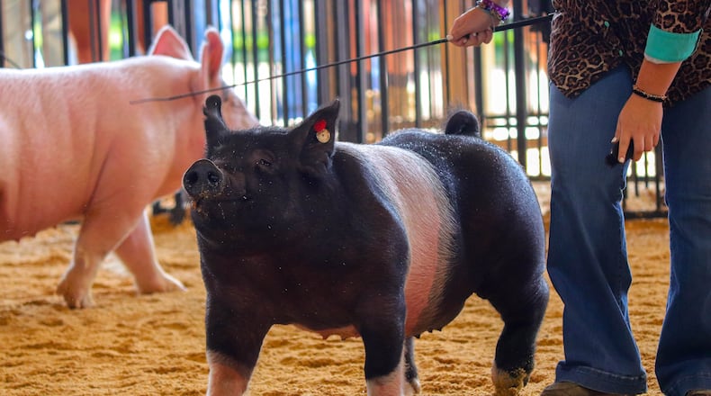 One of the many barrows strutting around the arena during the 2025 Clark County Junior Fair's Commercial Hog & Market Barrow Show. DION JOHNSON/STAFF